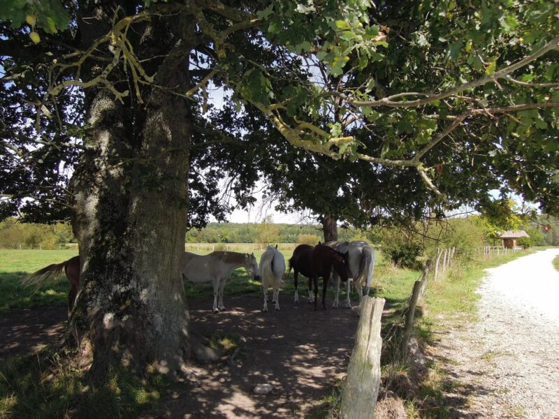 Le Pavillon de Chasse, West Wing