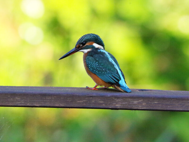 Le Moulin de Beaumont